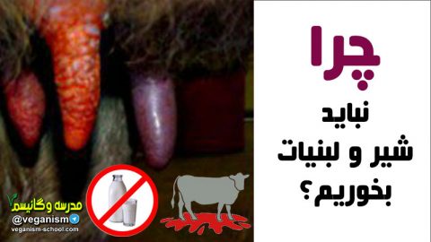 چرا نباید شیر و لبنیات بخوریم