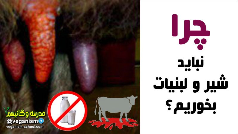 چرا نباید شیر و لبنیات بخوریم