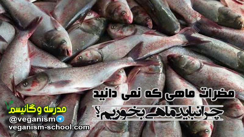 مضرات ماهی