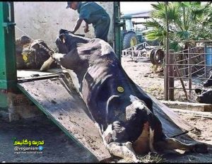 بیماری گاو پوکی استخوان