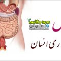 دلایل گیاهخوار بودن انسان