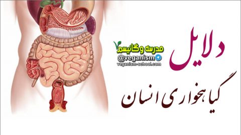دلایل گیاهخوار بودن انسان