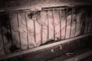 قفس مرغ
