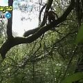 ورزشکار وگان