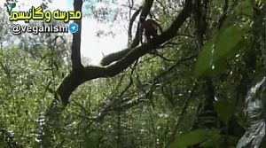 ورزشکار وگان