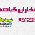 ورزشکاران گیاهخوار وگان