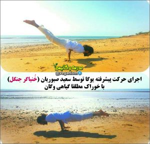 ورزشکاران گیاهخوار وگان یوگاکار