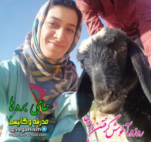 بغل کردن گوسفند